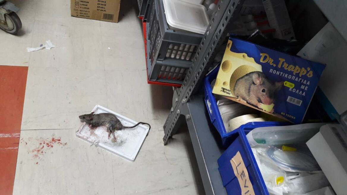 Παρέλαση... ποντικών στο νοσοκομείο Κιλκίς καταγγέλλει η ΠΟΕΔΗΝ